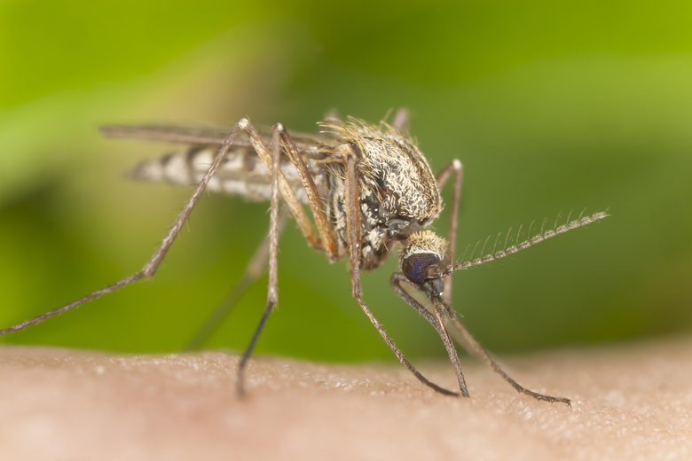 lindsay lohan, Chikungunya
