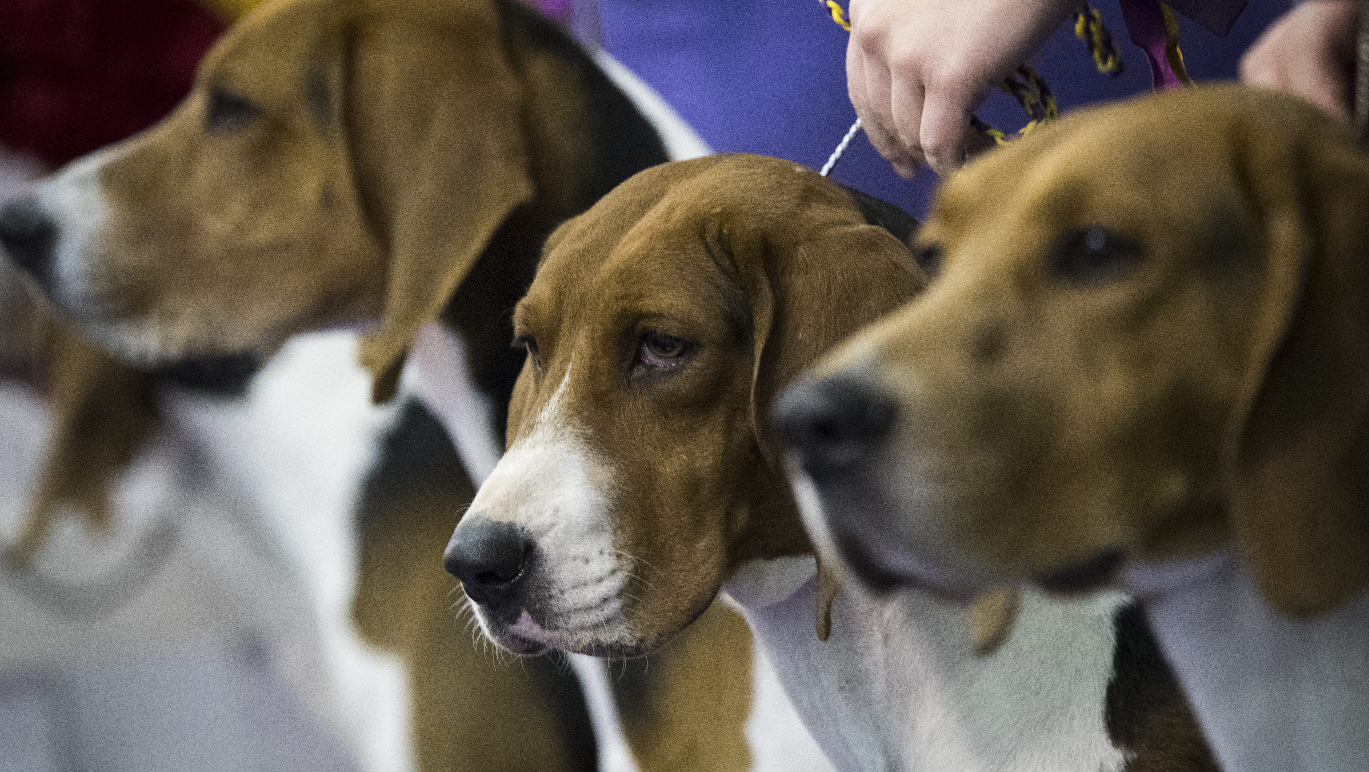 Westminster Dog Show 2018