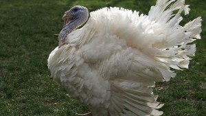 Schools Are Closed on Thanksgiving