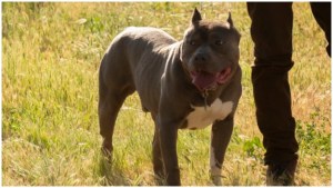 Star Trek Picard dog