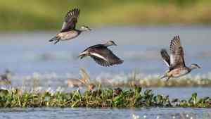 A bird and a fish fall in love riddle
