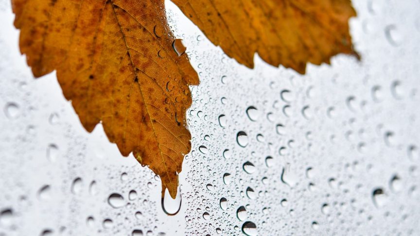 Autumn leaf in rain