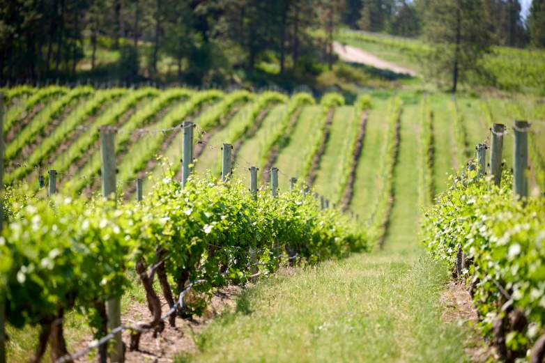 "Napa Ever After"