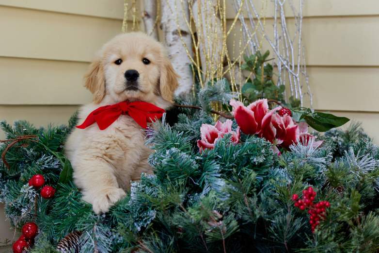 "Letters to Santa"