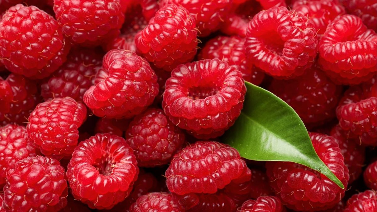Melissa Gilbert's favorite Valentine's Day treat is Raspberry White Chocolate Truffles.