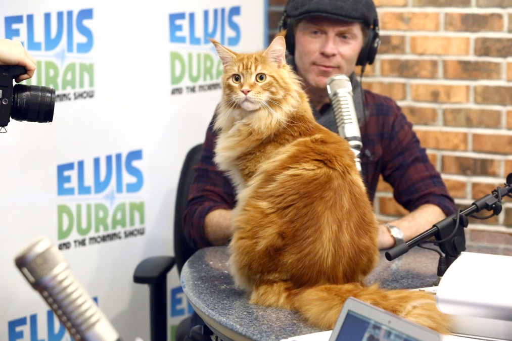 Bobby Flay, Nacho Flay (cat)