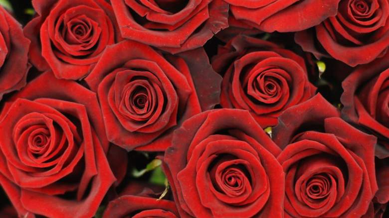 Red roses