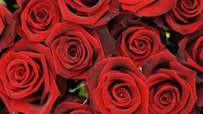 Red roses