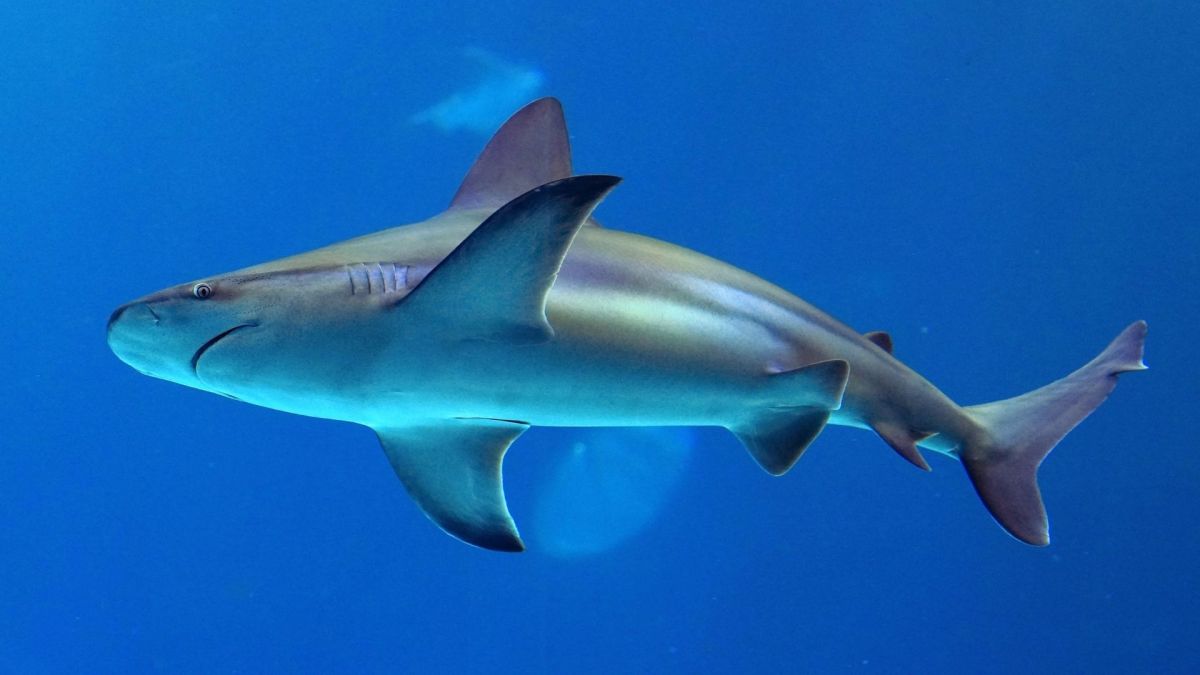 Ryan Paevey said he befriended a shark while surfing in between filming.