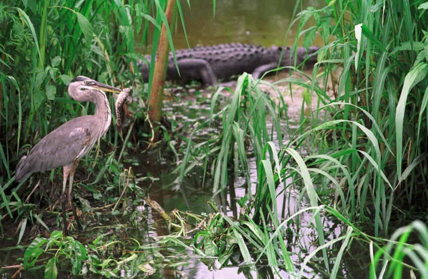 Alligator floating in swamp water.