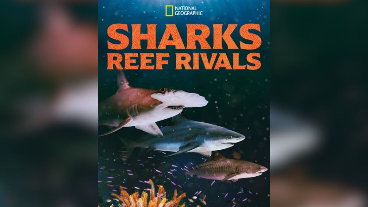 Sharks: Reef Rivals