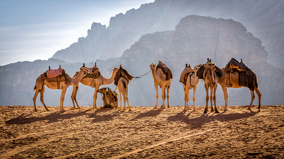 A group of camels in Jordan's Wadi Rum desert.