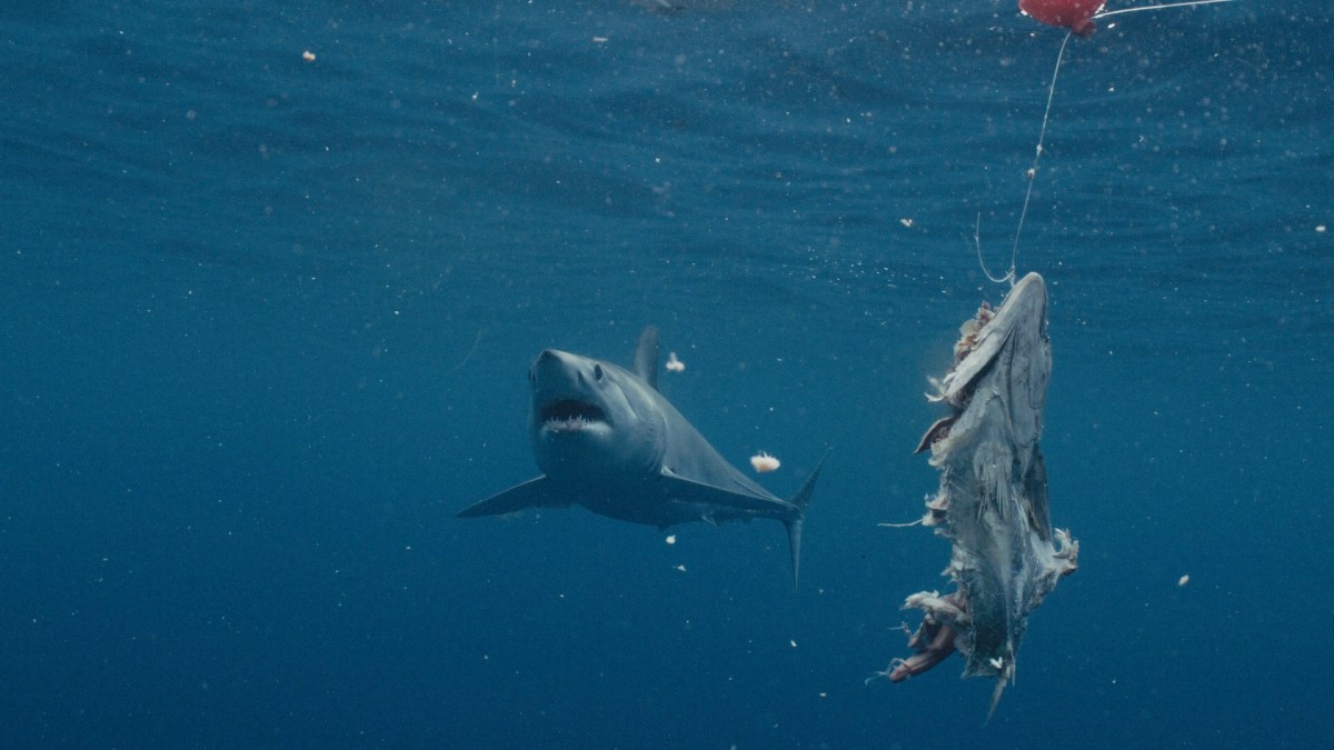 "Biggest Mako on Earth"