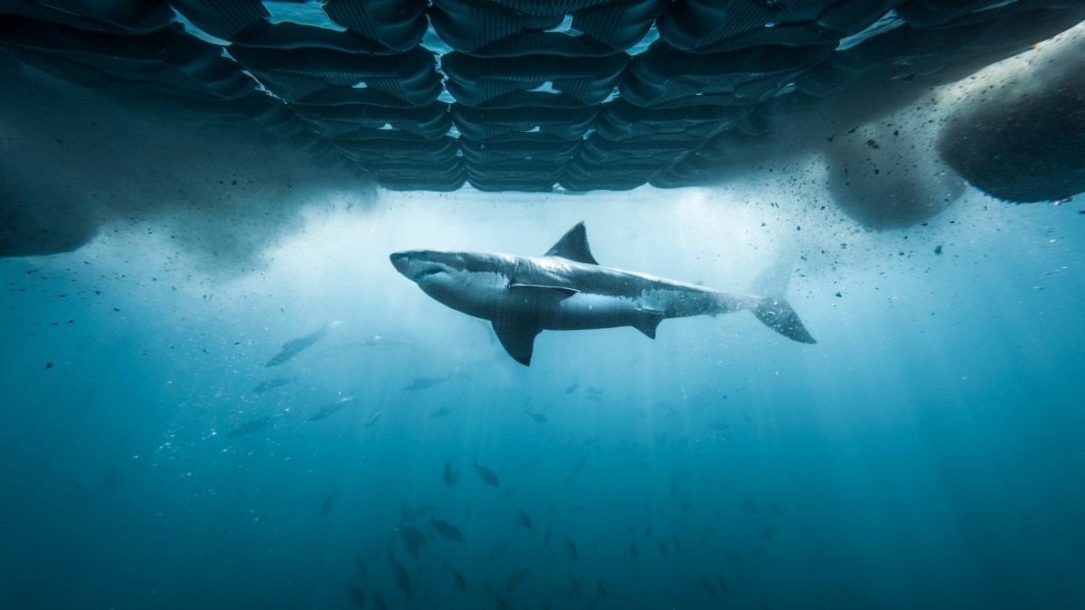 "Chum Island: Catching a Killer"