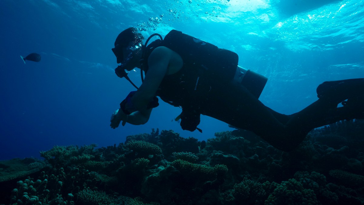 "Expedition X: Atomic Sharks"