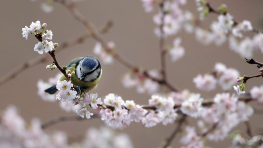 Flowers (and a bird) for wildlife-loving Bill Oddie.