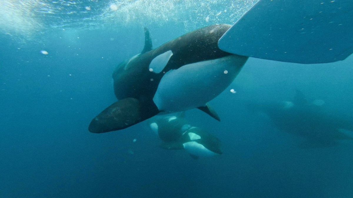 "Jaws vs Orca"