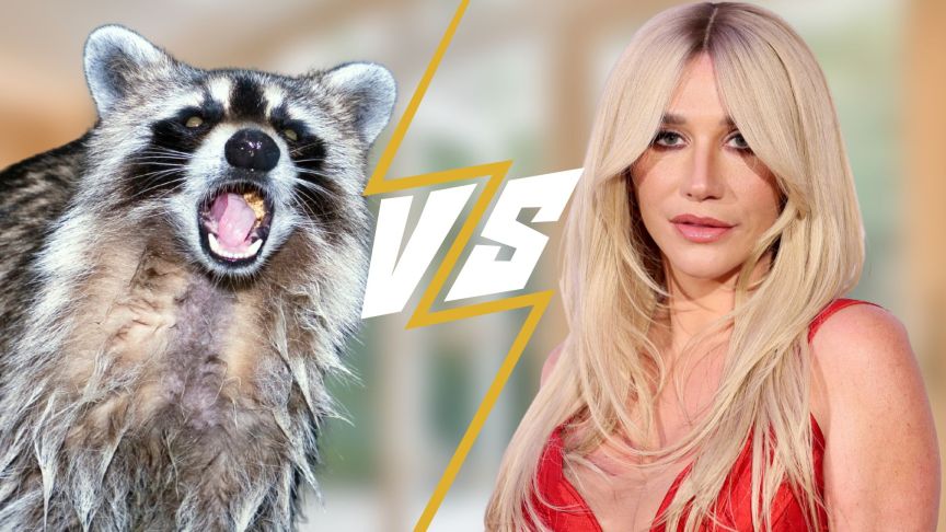 Kesha and Racoon standoff