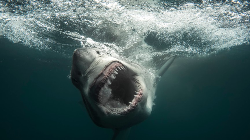 Shark Week