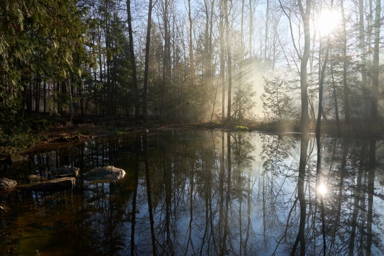 "The Way Home" pond